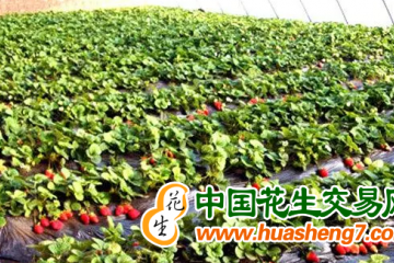 天津靜海區：讓小草莓成為“大經濟”