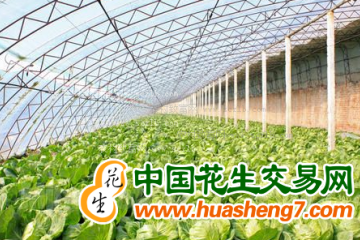 江蘇蘇州：370個綠色蔬菜保供基地全部入庫