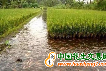 安徽：水產種養 帶富一方 ()
