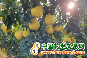 廣西容縣：古濟村沙田柚戶均收入超10萬元 ()