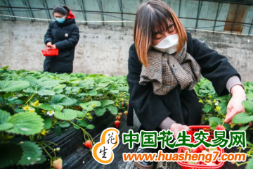 北京：大兴头茬草莓“抢鲜”上市！ ()