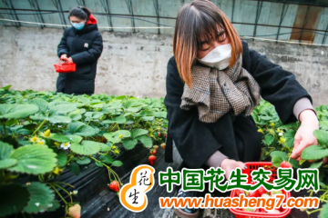 北京：大興頭茬草莓“搶鮮”上市！ ()