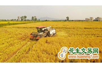 天津：今年粮食总产量达256.2万吨 ()