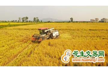 天津：今年糧食總產量達256.2萬噸 ()