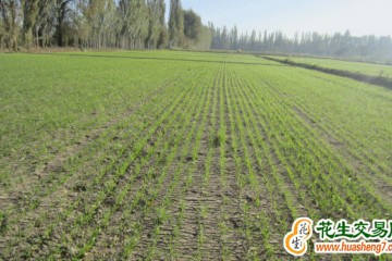 新疆：加强田间管理  确保冬小麦安全越冬 ()