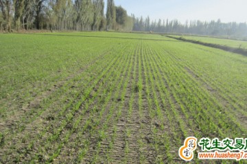 新疆：加強田間管理  確保冬小麥安全越冬 ()