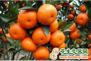 廣西環江：脆蜜金桔喜獲豐收 ()