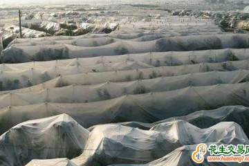 湖南桂陽：7萬畝柑橘披“冬衣” 防凍保暖增產量 ()