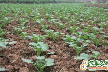 湖南株洲：創建油菜市級示范片  帶動秋冬農業增產增效 ()