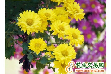 安徽長豐：金黃菊花開滿創業路 ()