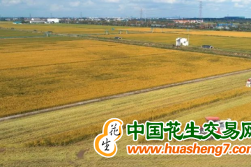 江蘇張家港：糧食生產再獲新榮譽 ()