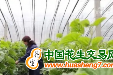 河北衡水：49.4萬畝設施蔬菜促進農民增收 ()