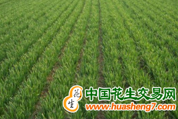甘肅：護航靜寧縣20.17萬畝冬小麥