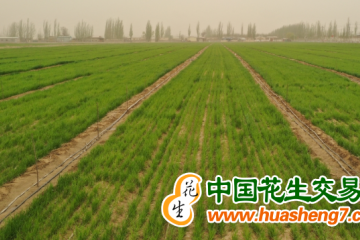 山東：鹽堿地上30個冬小麥品種展開競賽 ()