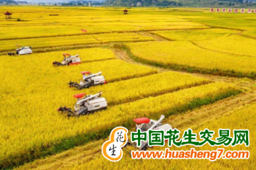 重慶：糧食產量216億斤以上 農業農村工作聚焦8項重點任務 ()