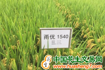 重庆：启动选育“全能”低损水稻品种 ()