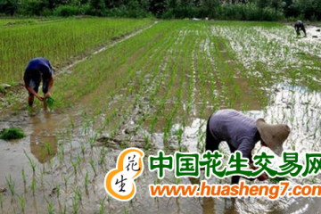 广西：早稻种子市场供应达2617.7万公斤 ()