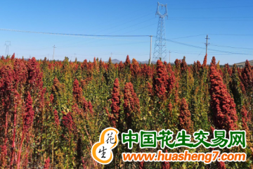 天津靜海區：藜麥特色種植 拓寬農民增收路 ()