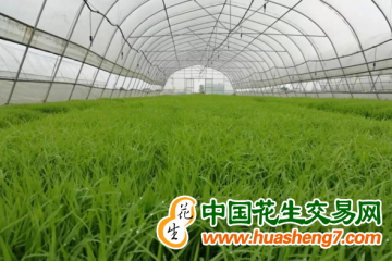 湖南永州：零陵區新增4.2萬平方米育秧大棚 ()