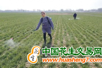 安徽：加强春季小麦田间管理 ()