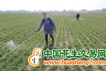 安徽：加強春季小麥田間管理 ()