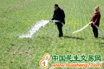 麥春管忙不停，夏糧豐收增保障 ()