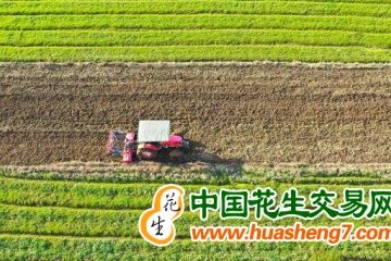 湖南:打造優質糧油工程升級版 ()