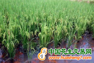 浙江：人勤春早備春耕