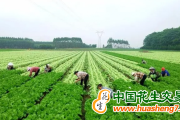 云南賓川：春種春收兩不誤