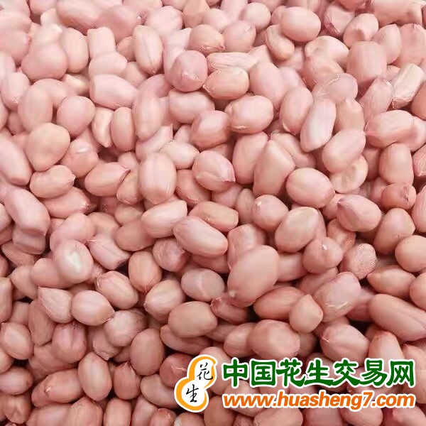 印度花生50/60白沙 ()