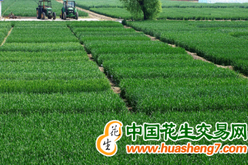 北京：抓好麥田管理 促進(jìn)增產(chǎn)增收 ()