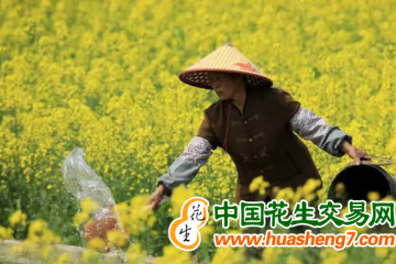 廣西：菜花變綠肥 農(nóng)田增效益 ()
