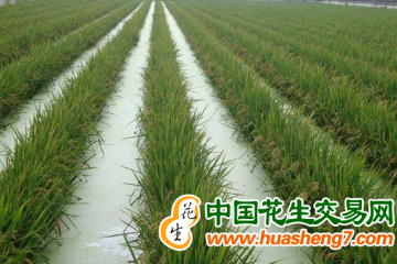 湖北：稻漁綜合種養(yǎng)居全國(guó)第一 ()