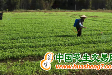 安徽：稻蔬輪作 人田兩不閑 ()