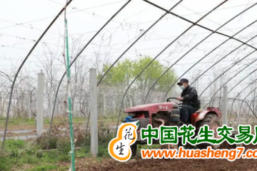 北京延庆：葡萄园里春耕忙