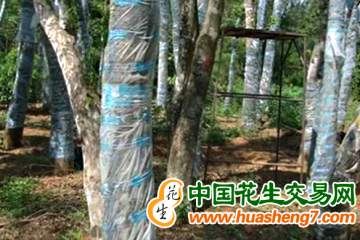 海南儋州：南豐鎮(zhèn)首批沉香樹收香 ()