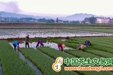 福建福州：多地?fù)屪マr(nóng)時(shí) 春耕春收兩頭忙 ()