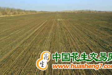 新疆：冬小麥返青苗情優于以往 ()