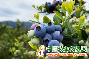 云南景东：1万余亩蓝莓陆续成熟上市 ()