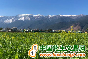 河北察北管理區：今年預計種植馬鈴薯5萬畝