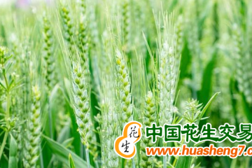 重慶：小麥提純復壯技術助畝產首次破400公斤 ()