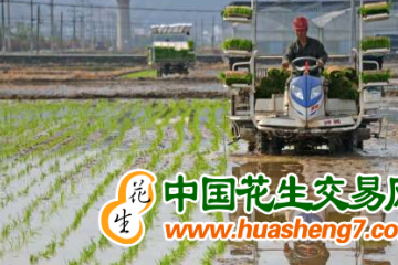 湖南茶陵：谷雨時節到 早稻插秧農事忙 ()