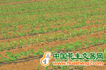 青海海東：一田雙收 穩糧增豆 ()