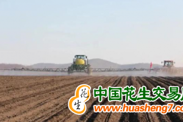 湖北：大豆玉米帶狀復合種植春播過半 ()