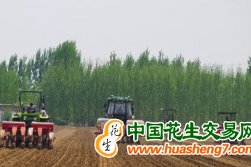 山东肥城：大豆玉米带状复合种植实现“稳粮增豆” ()
