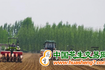 山東肥城：大豆玉米帶狀復合種植實現“穩糧增豆” ()