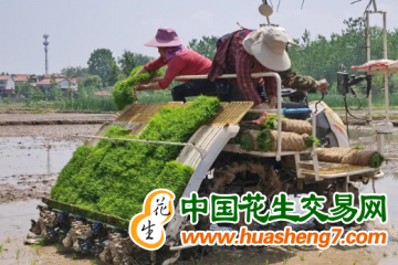 上海：机械化育秧助力水稻高质量生产 ()