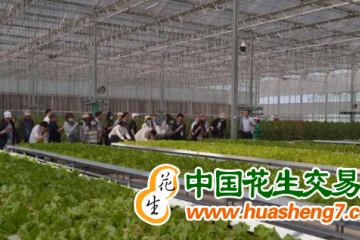 重庆开州：“寿光模式”蔬菜基地首次大规模采摘 ()