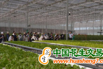重慶開州：“壽光模式”蔬菜基地首次大規模采摘 ()