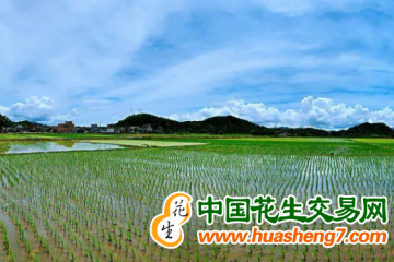 浙江诸暨：早稻种植面积同比增加20%以上 ()